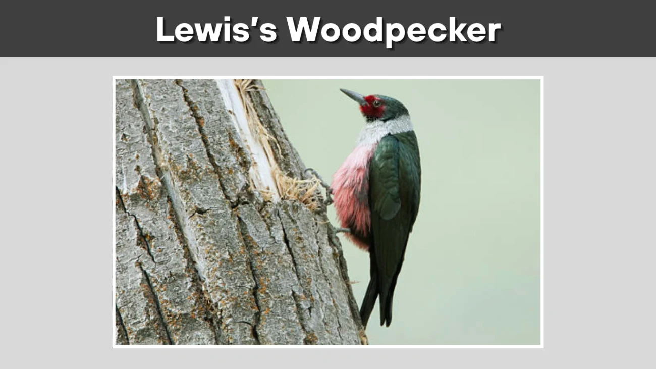 Lewis’s Woodpecker