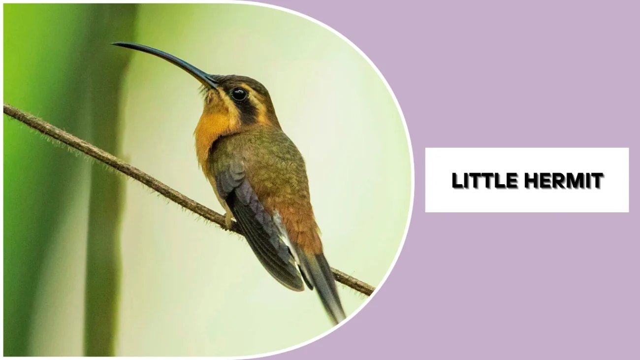 Little Hermit
