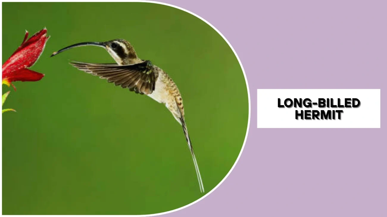 Long-billed Hermit