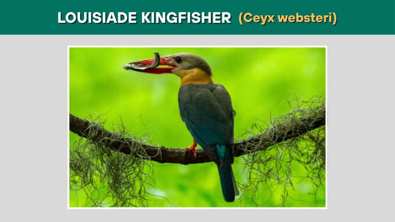 Louisiade Kingfisher (Ceyx websteri)