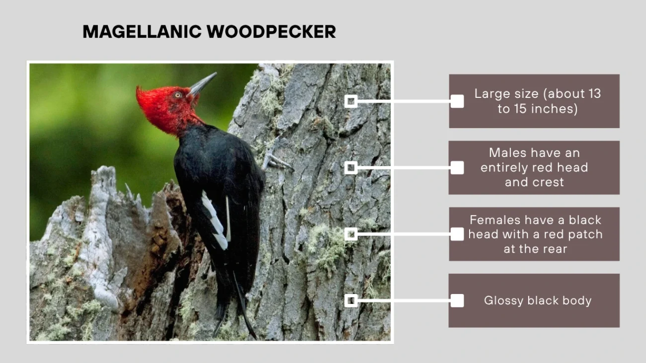Magellanic Woodpecker
