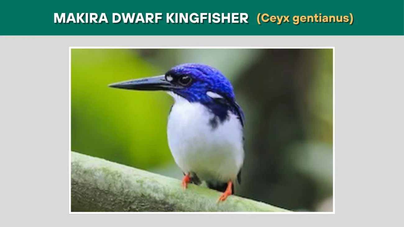 Makira Dwarf Kingfisher (Ceyx gentianus)