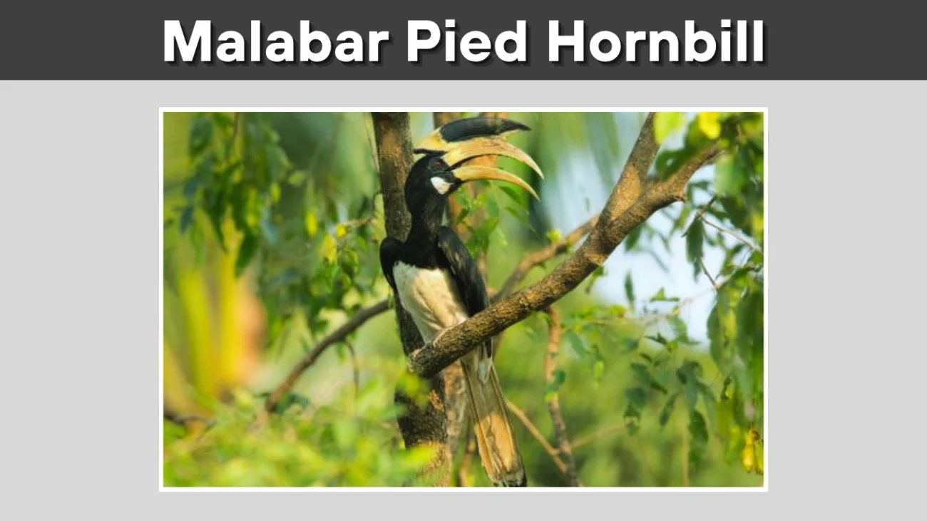 Malabar Pied Hornbill