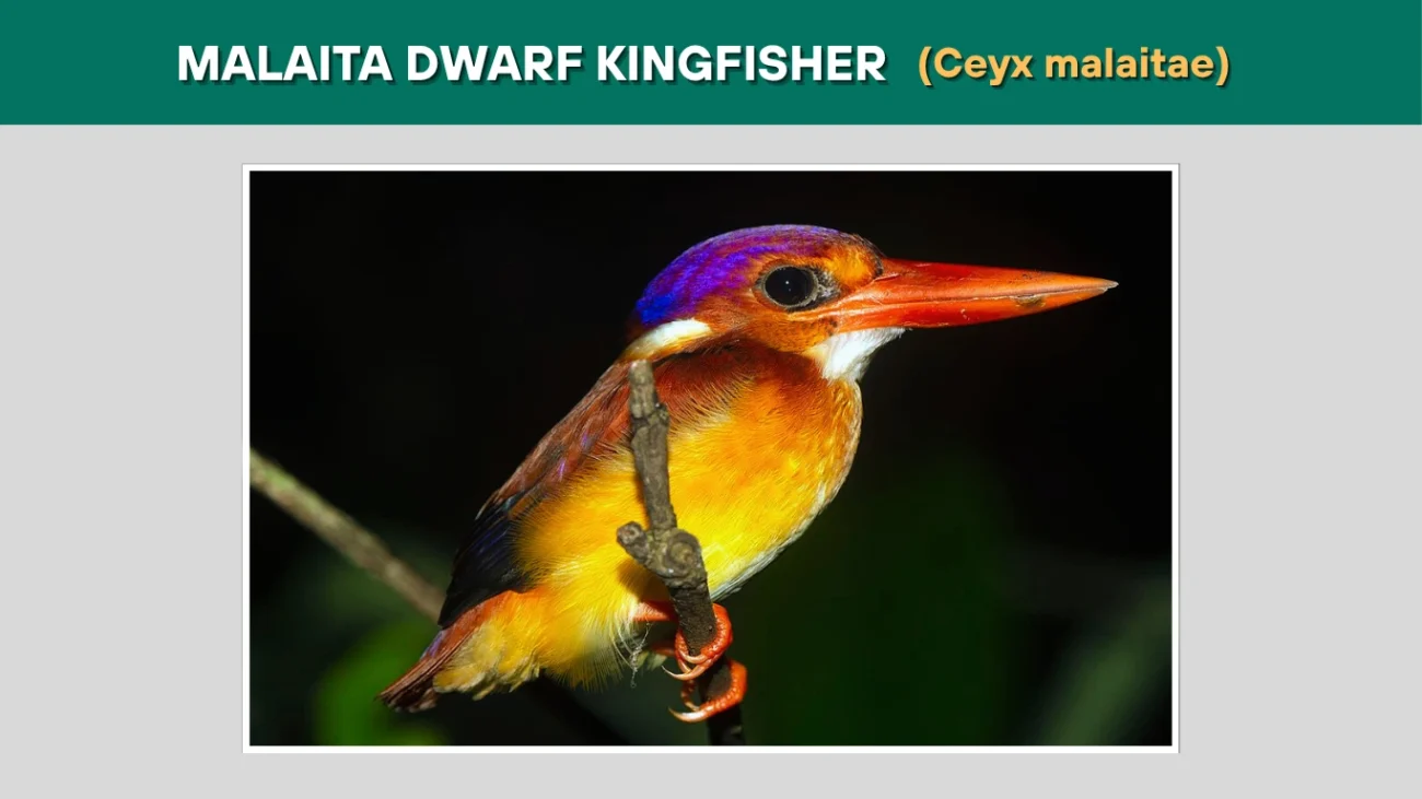Malaita Dwarf Kingfisher (Ceyx malaitae)