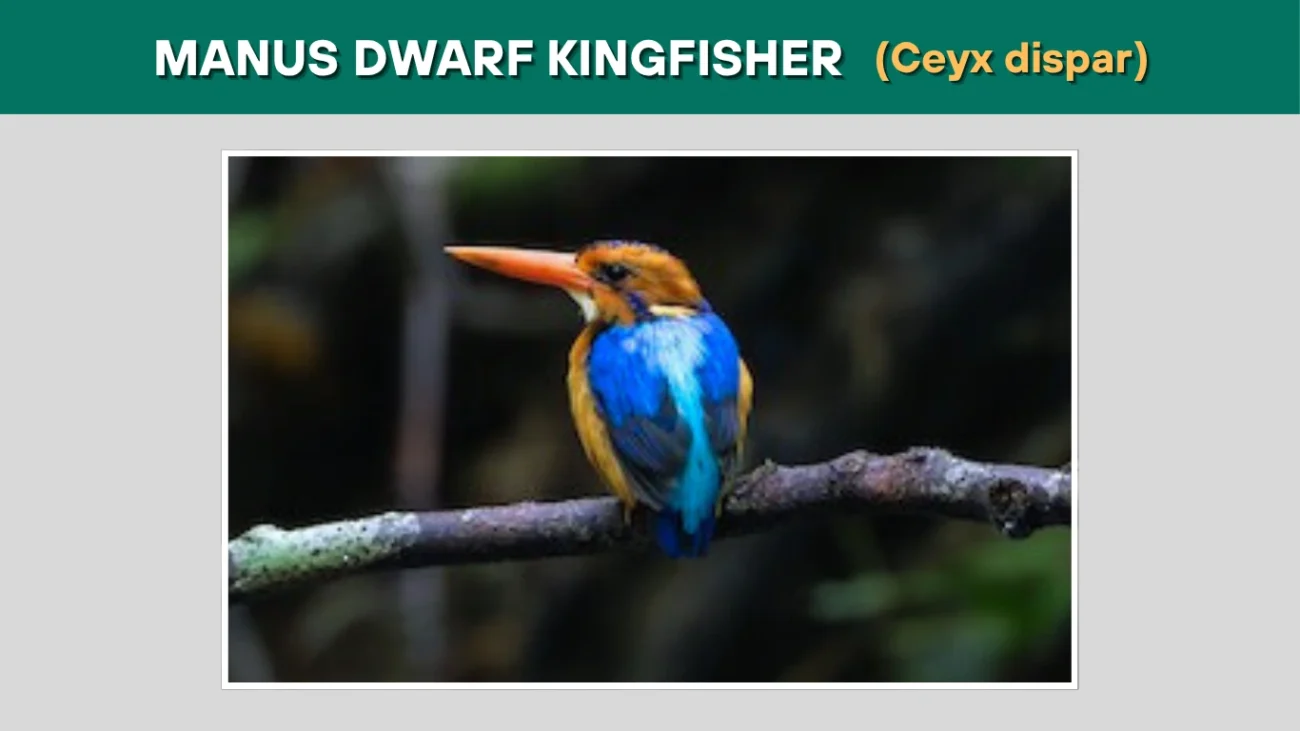 Manus Dwarf Kingfisher (Ceyx dispar)