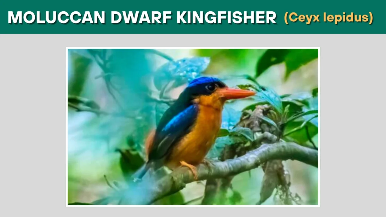 Moluccan Dwarf Kingfisher (Ceyx lepidus)