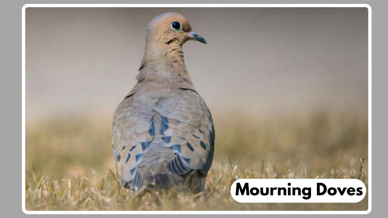 Are Mourning Doves at Risk of Becoming Endangered?