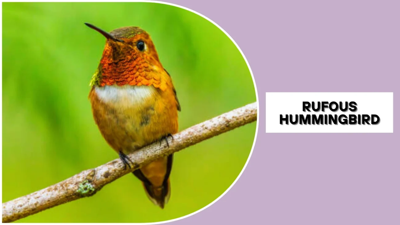 Rufous Hummingbird