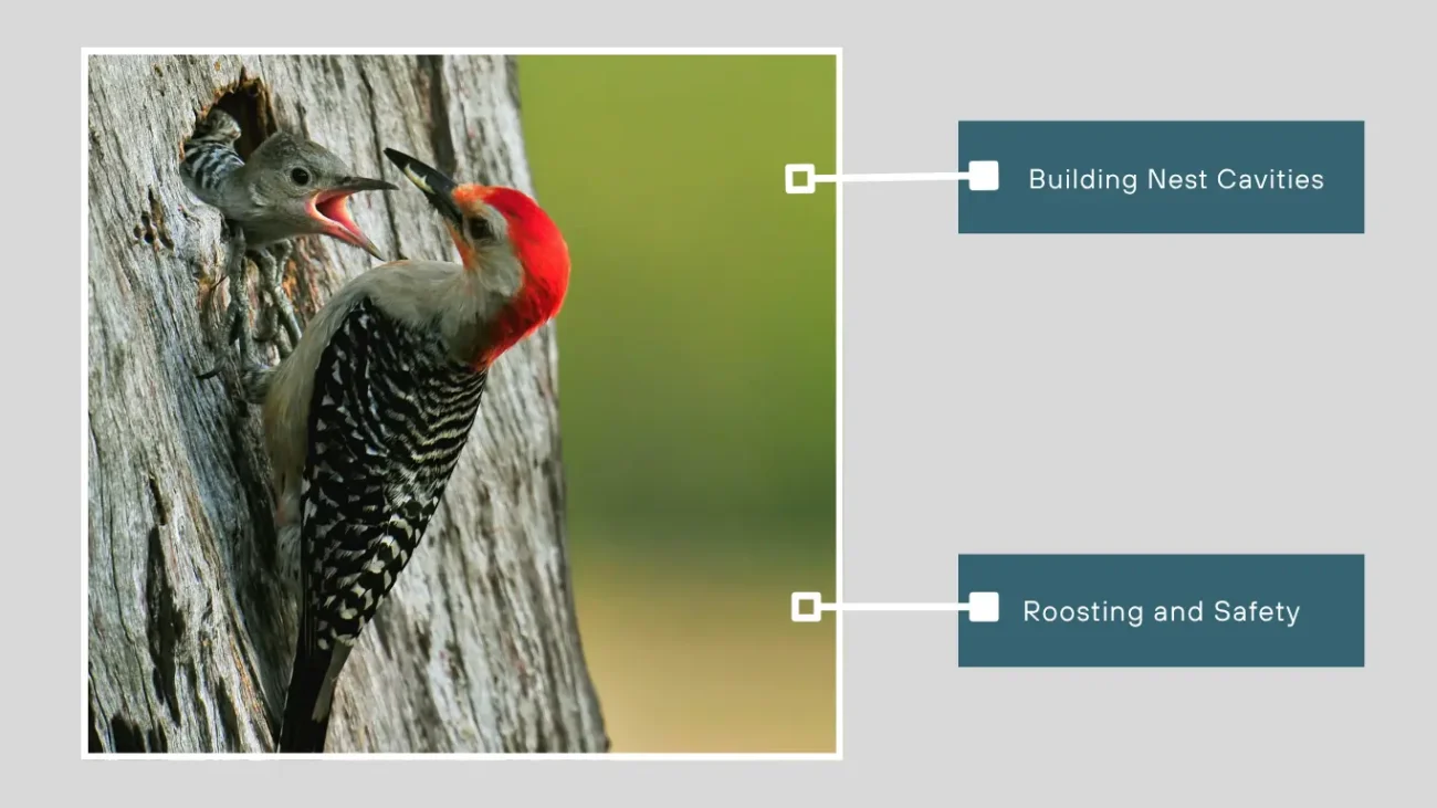 Woodpeckers Nesting and Shelter Creation