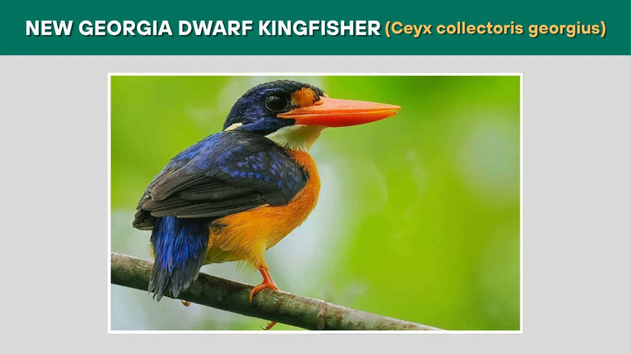 New Georgia Dwarf Kingfisher (Ceyx collectoris georgius)