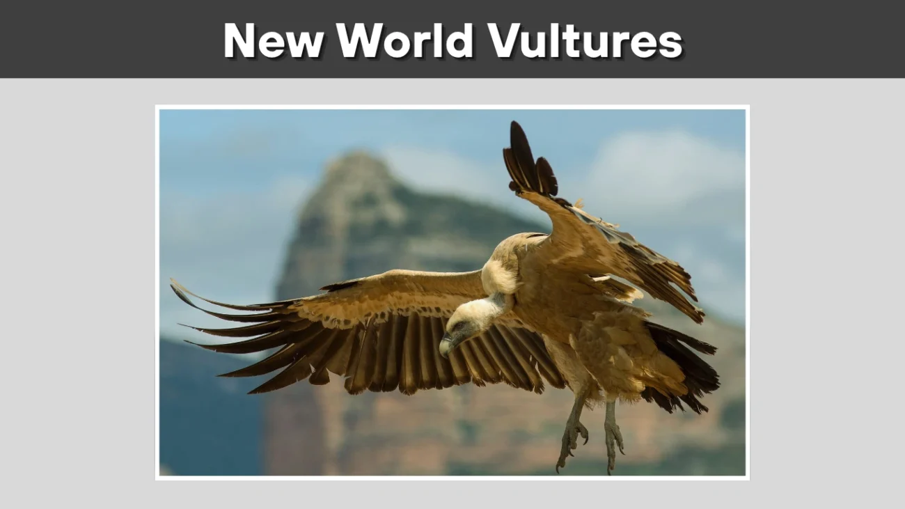 New World Vultures