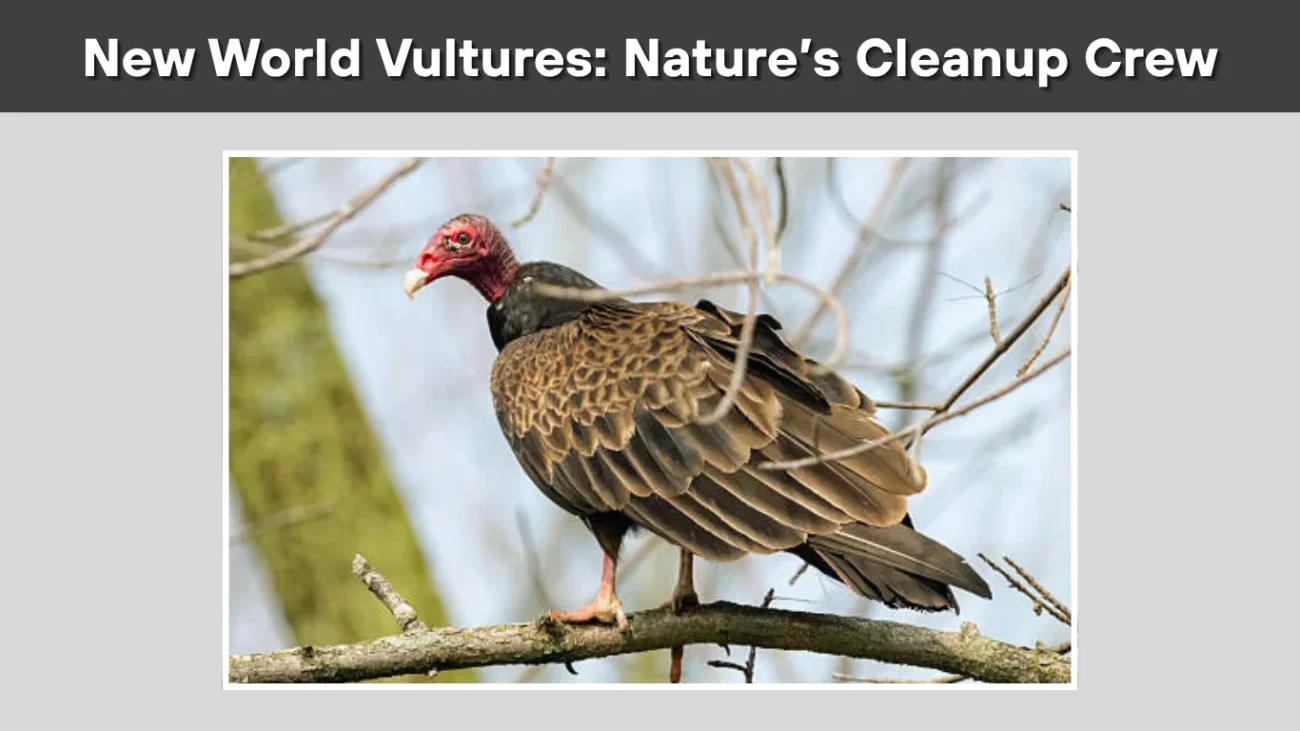 New World Vultures Nature’s Cleanup Crew