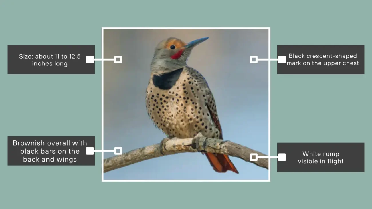 Northern Flicker