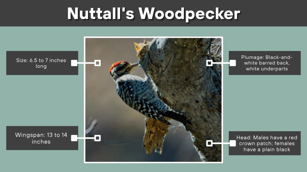 Nuttall's Woodpecker