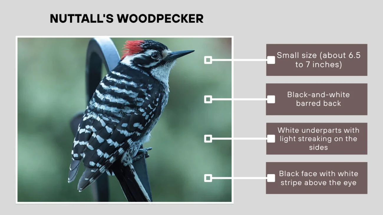 Nuttall's Woodpecker
