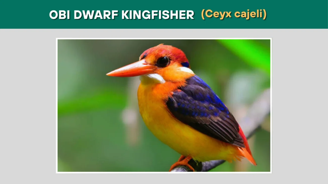Obi Dwarf Kingfisher (Ceyx cajeli)