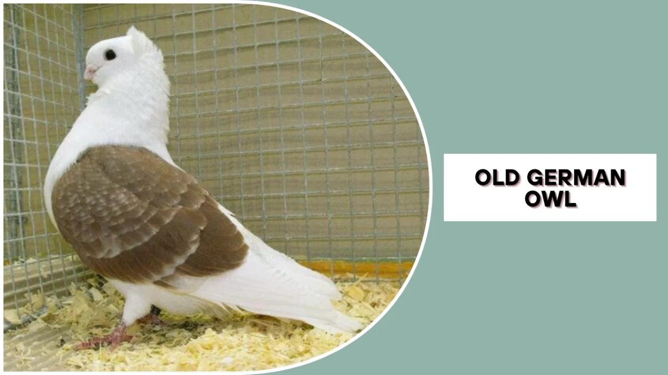 Old German Owl