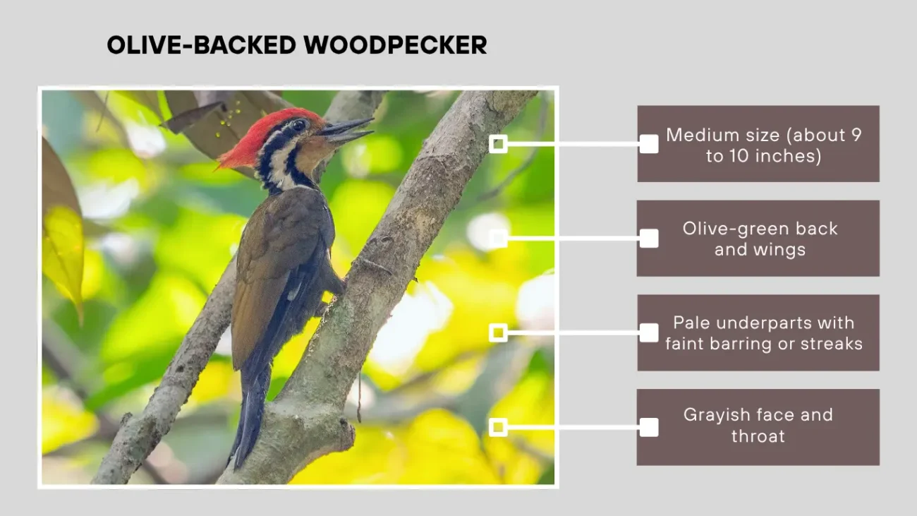 Olive-backed Woodpecker