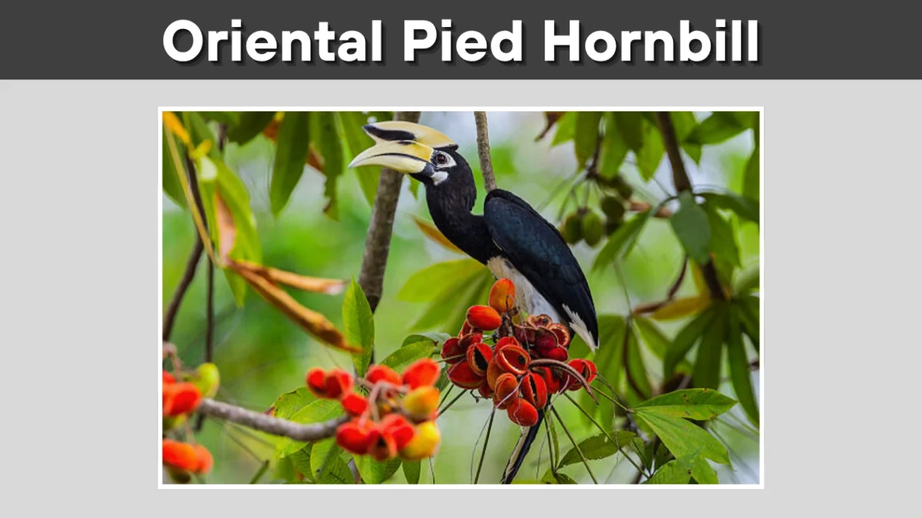 Oriental Pied Hornbill