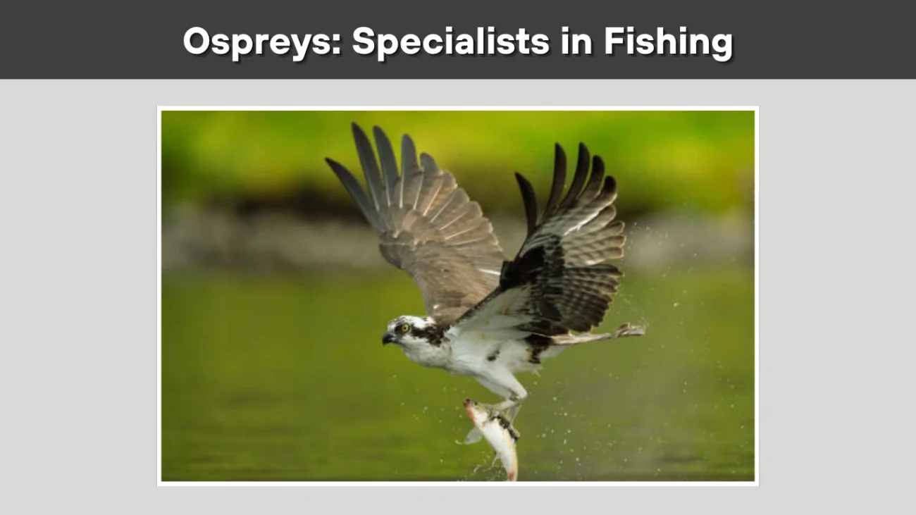 Ospreys Specialists in Fishing