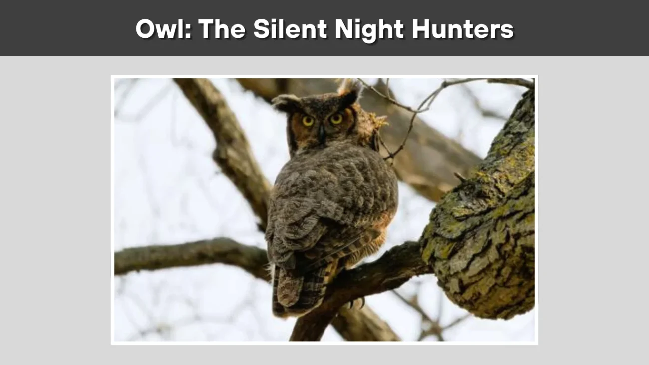 Owl The Silent Night Hunters