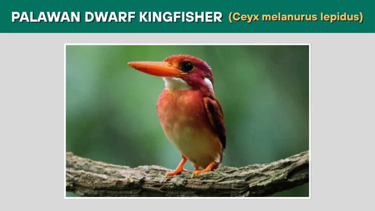 Palawan Dwarf Kingfisher (Ceyx melanurus lepidus)