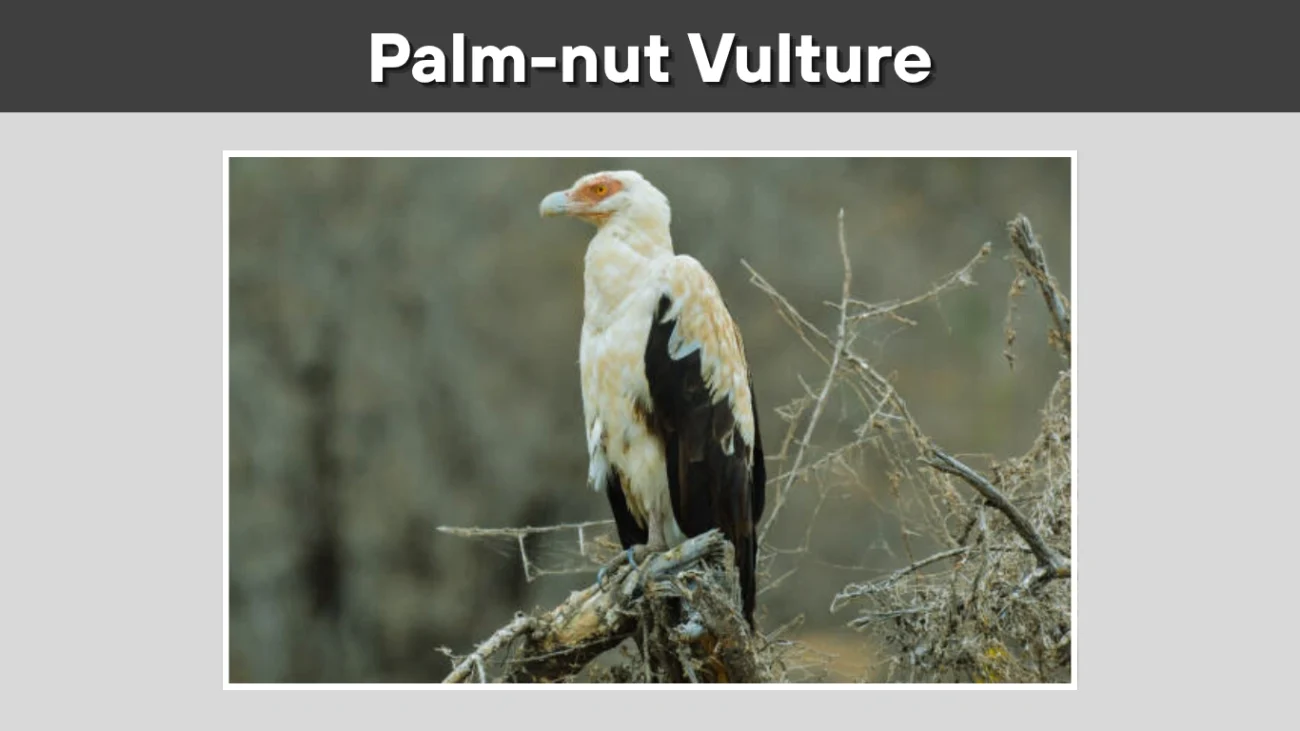 Palm-nut Vulture