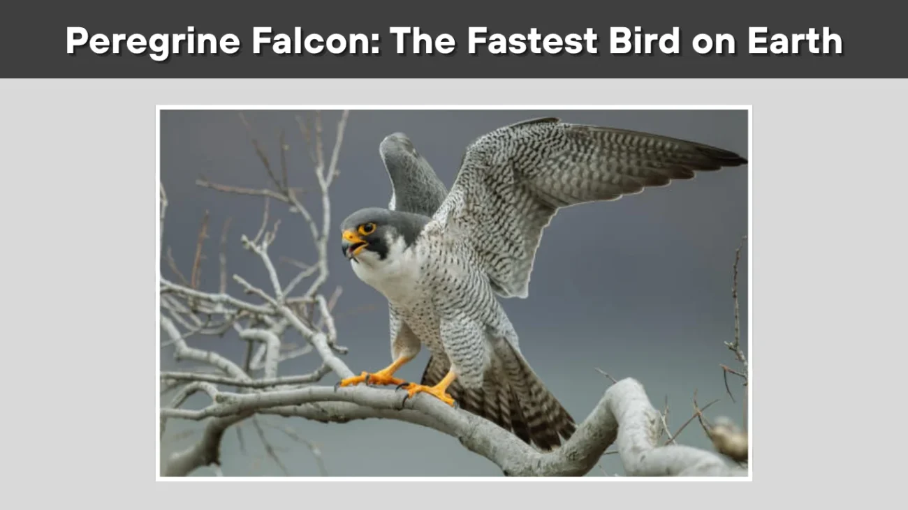Peregrine Falcon The Fastest Bird on Earth