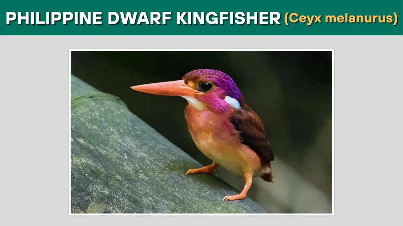 Philippine Dwarf Kingfisher (Ceyx melanurus)