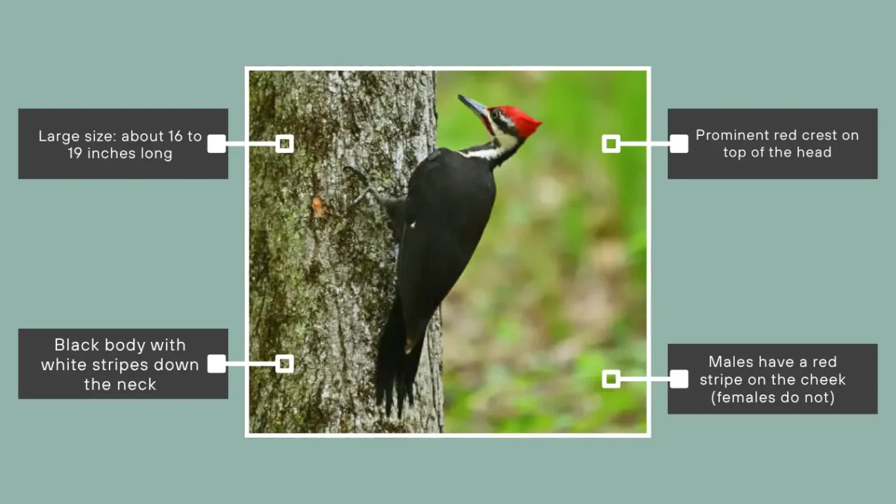 Pileated Woodpecker