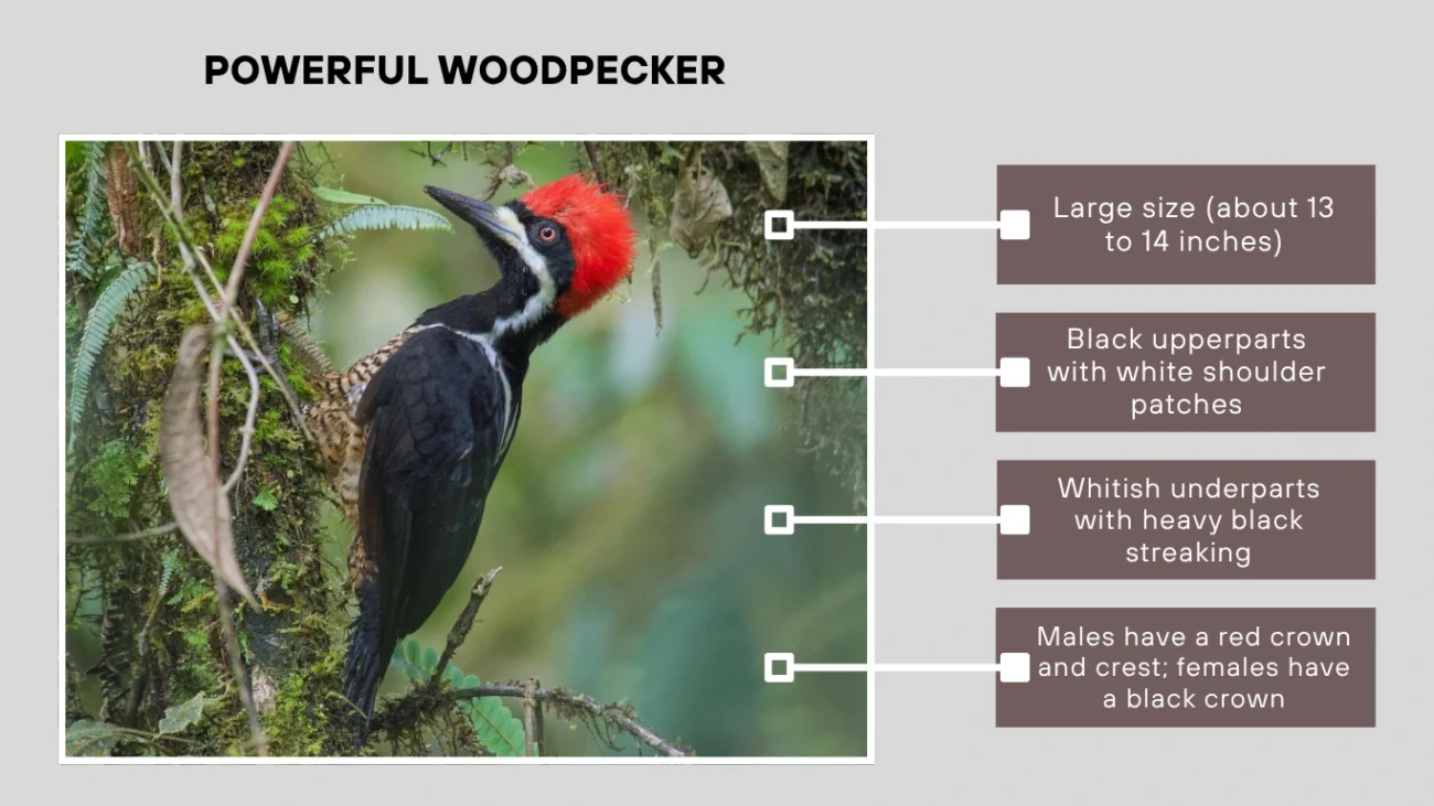 Powerful Woodpecker