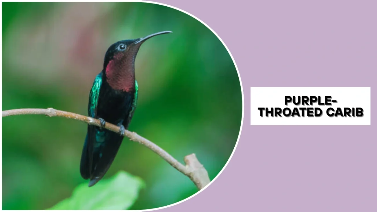 Purple-throated Carib