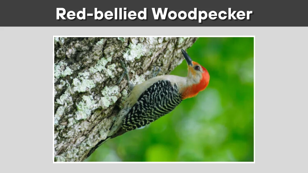 Red-bellied Woodpecker