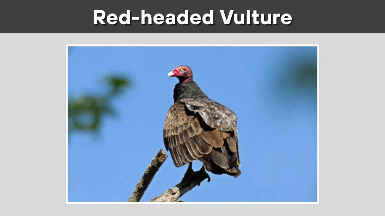 Red-headed Vulture