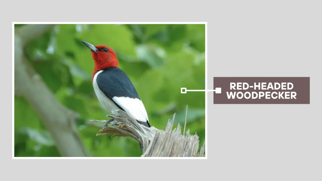 Red-headed Woodpecker