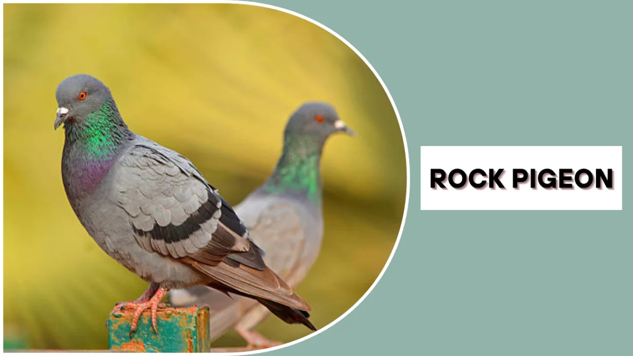 Rock Pigeon
