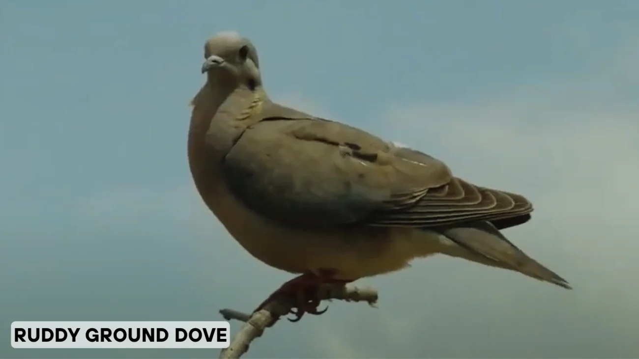 Ruddy Ground Dove