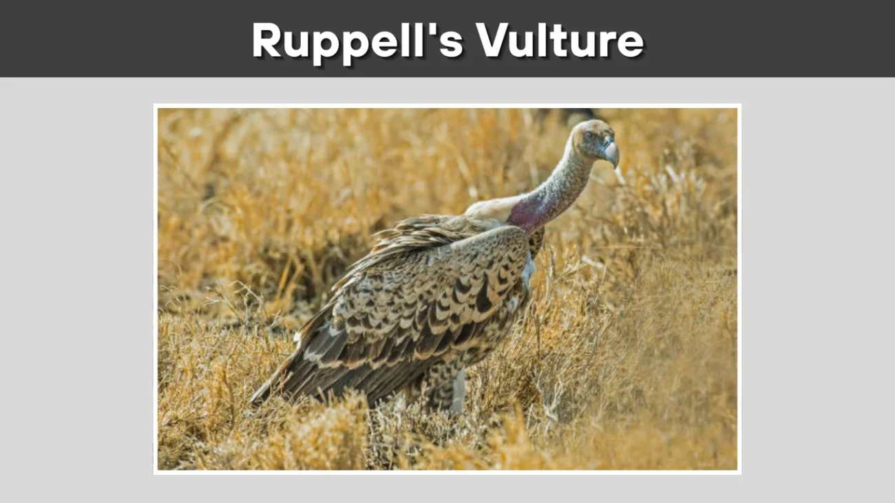 Ruppell's Vulture