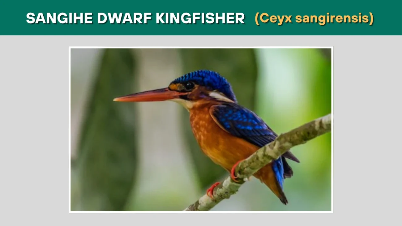 Sangihe Dwarf Kingfisher (Ceyx sangirensis