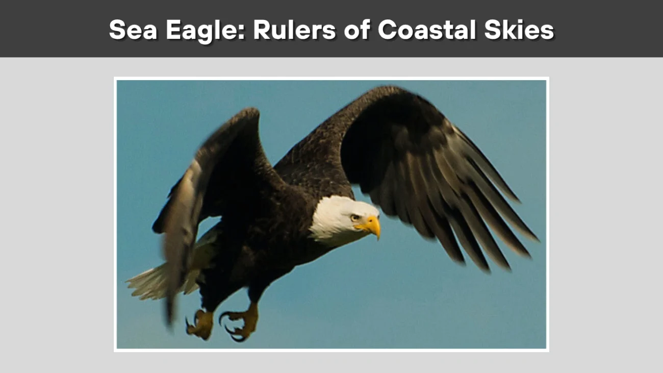 Sea Eagle Rulers of Coastal Skies