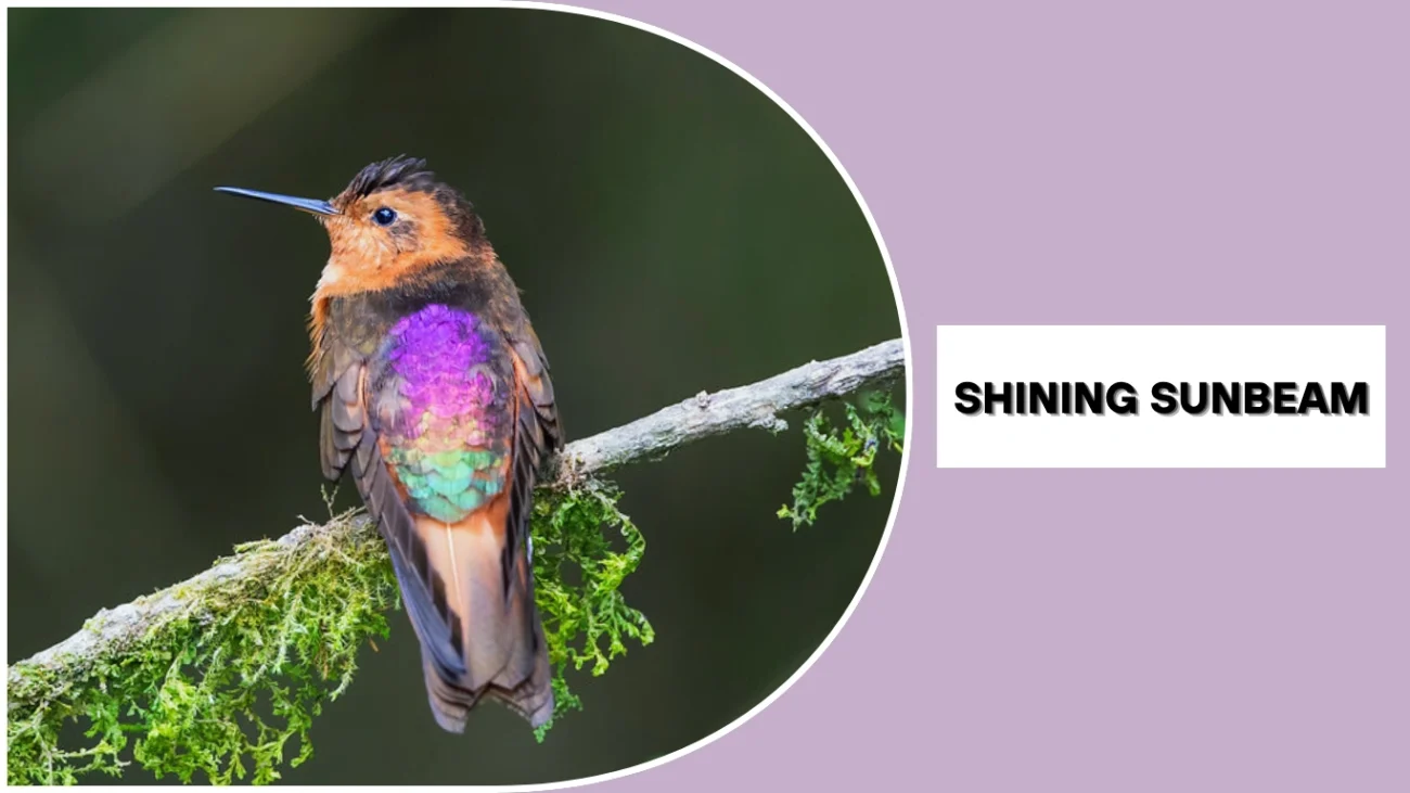 Shining Sunbeam