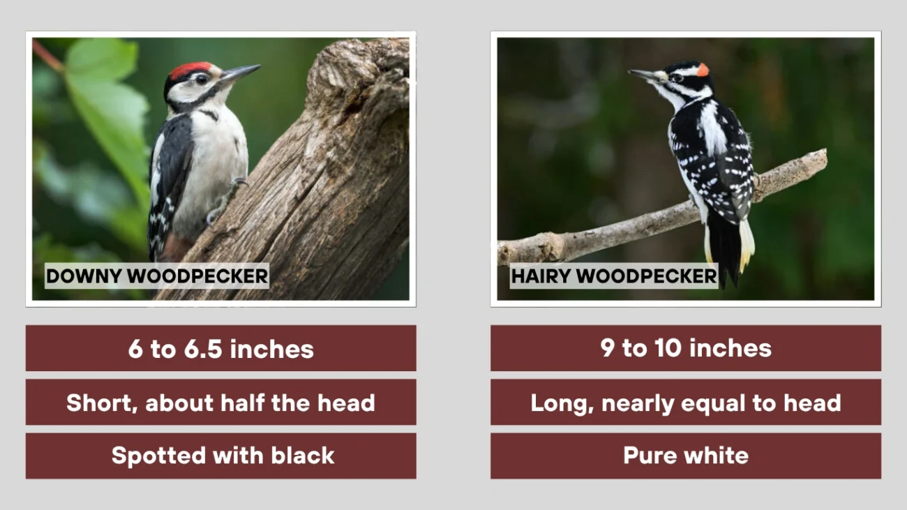 Hairy Woodpecker vs Downy Woodpecker Side-by-Side Comparison Table