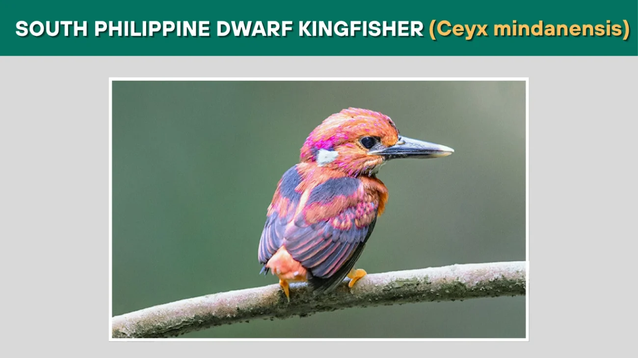 South Philippine Dwarf Kingfisher (Ceyx mindanensis)
