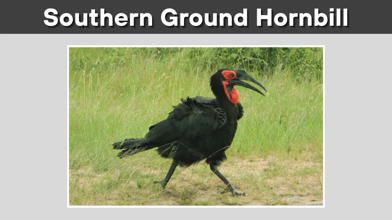 Southern Ground Hornbill