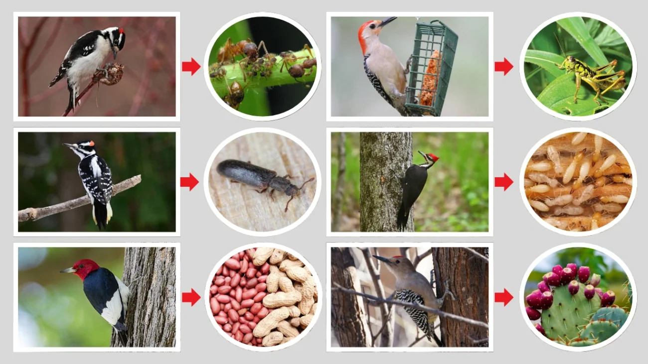 Species-Specific Diets