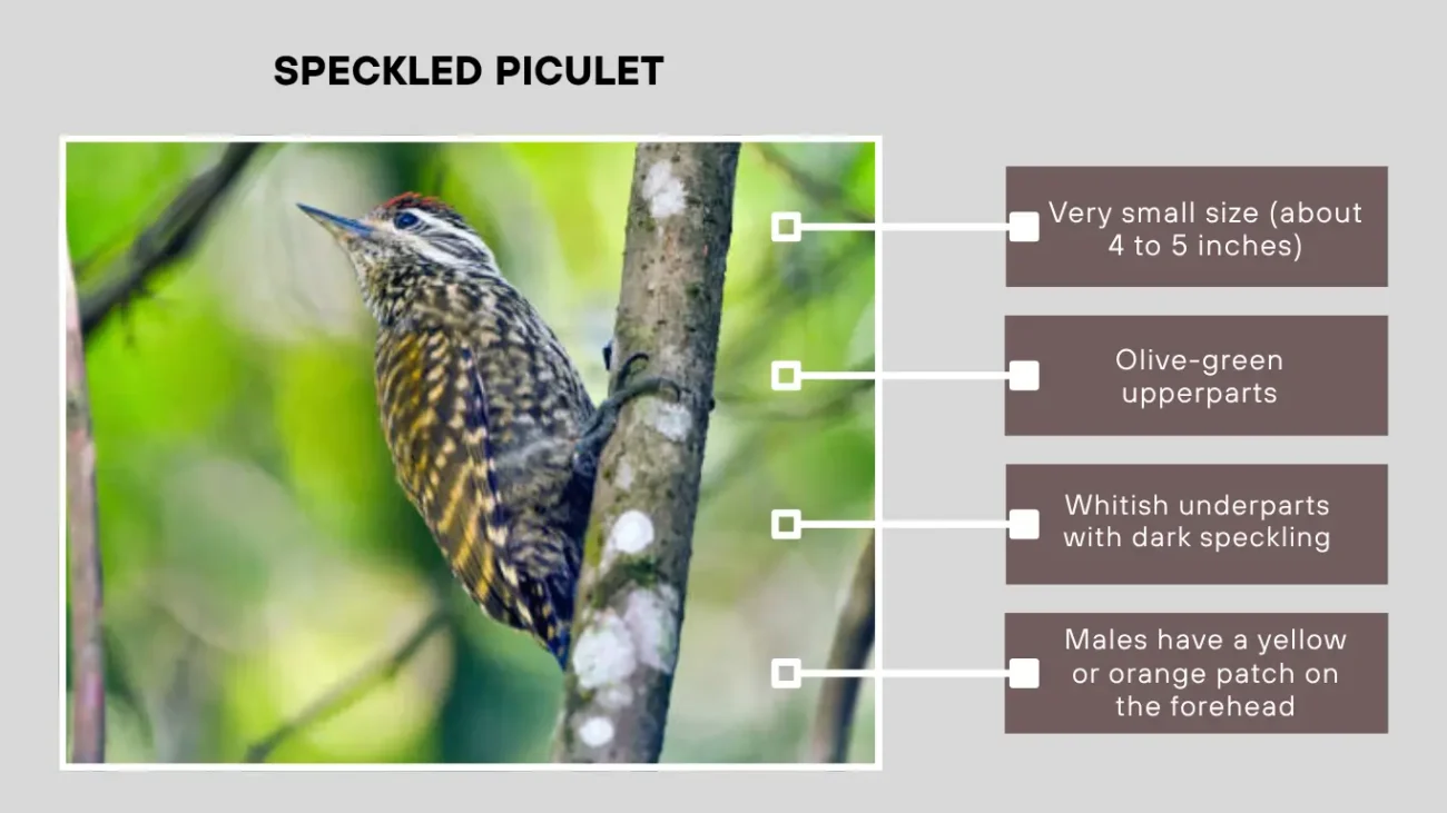 Speckled Piculet