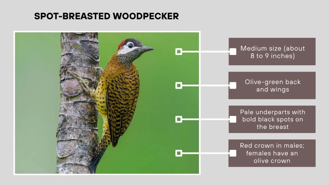 Spot-breasted Woodpecker