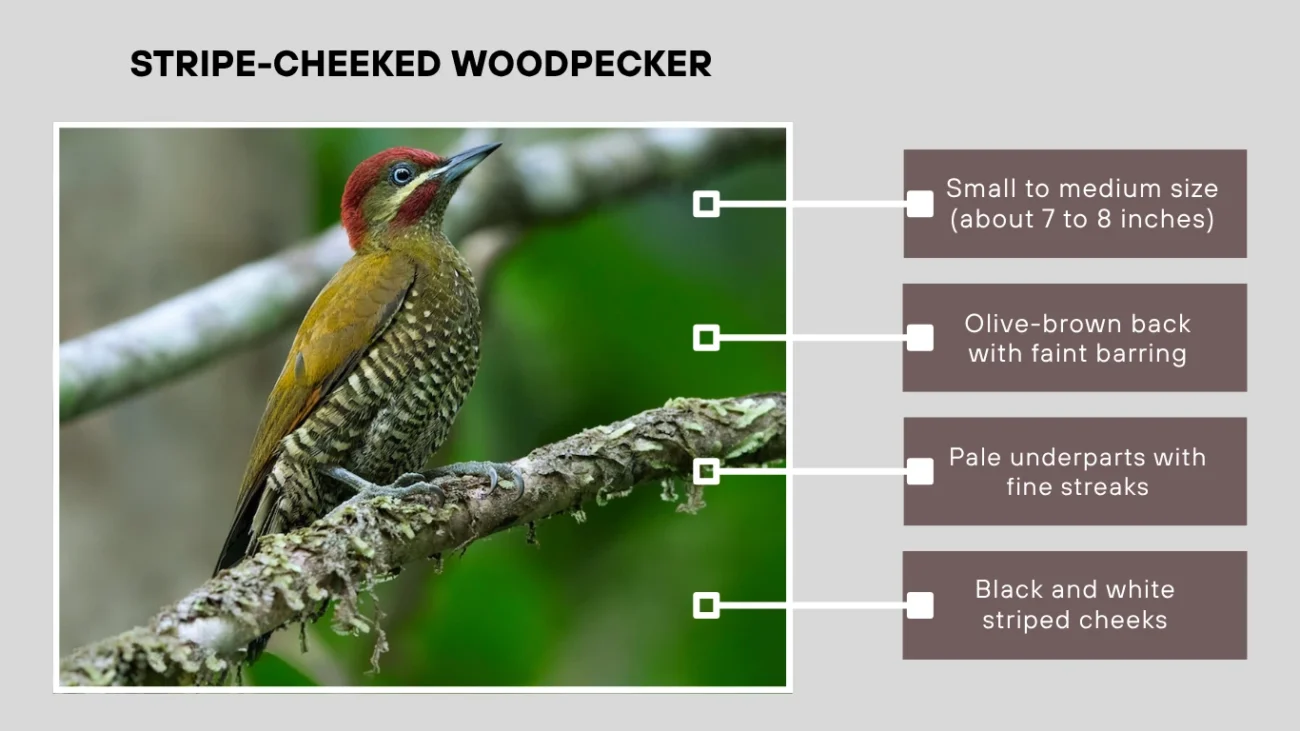 Stripe-cheeked Woodpecker