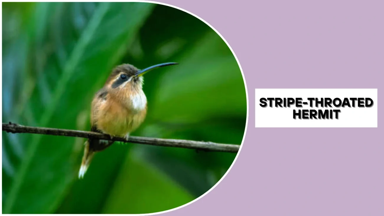 Stripe-throated Hermit