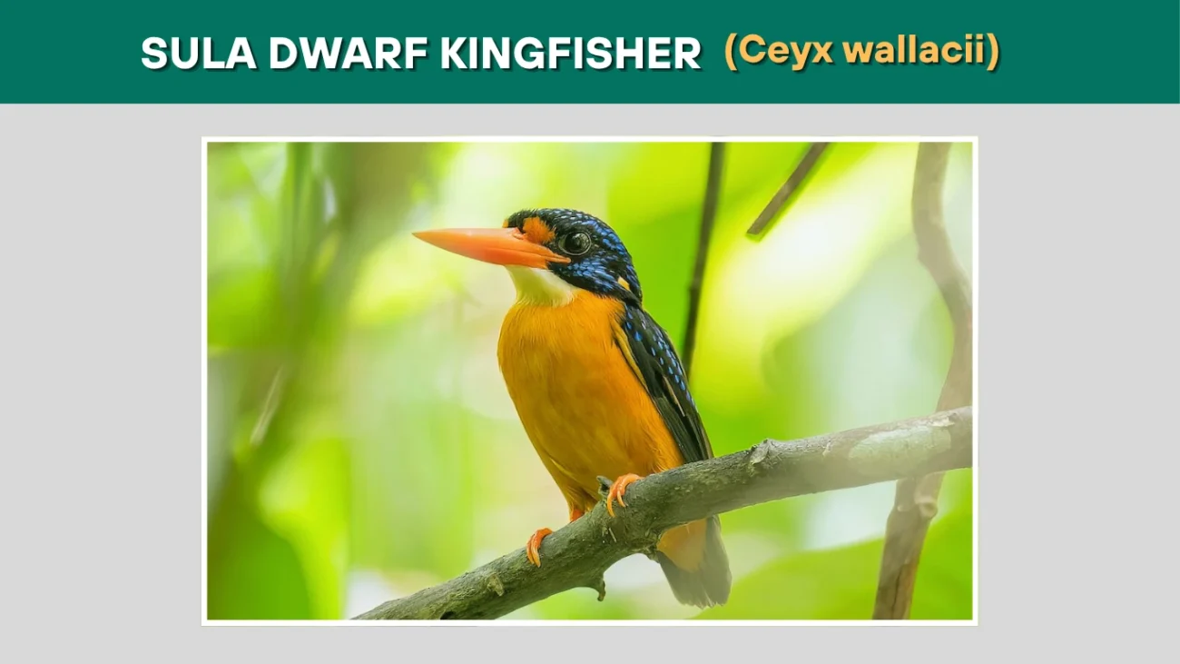 Sula Dwarf Kingfisher (Ceyx wallacii)